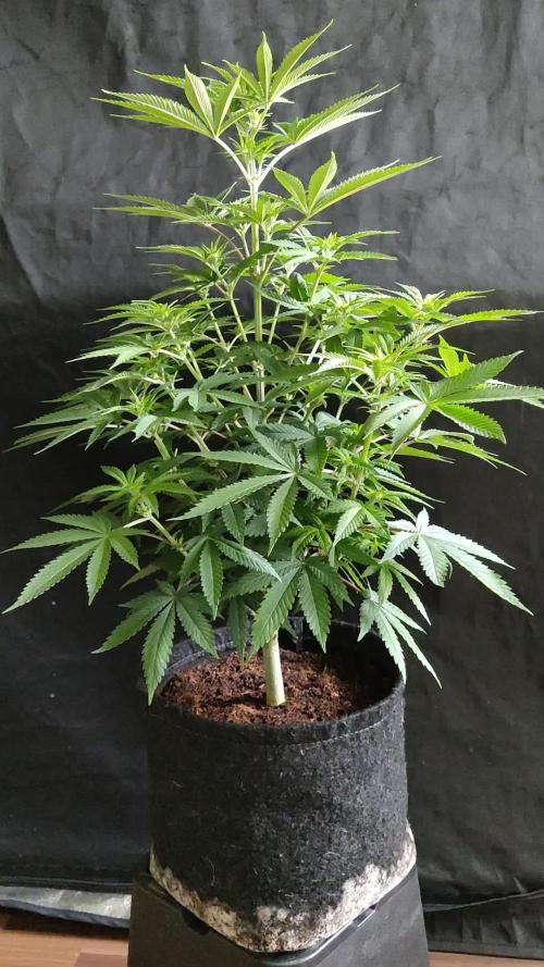 S.A.D. Sweet Afghani Delicious Fast Version