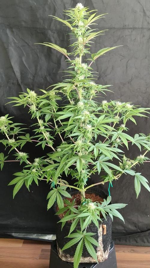 S.A.D. Sweet Afghani Delicious Fast Version