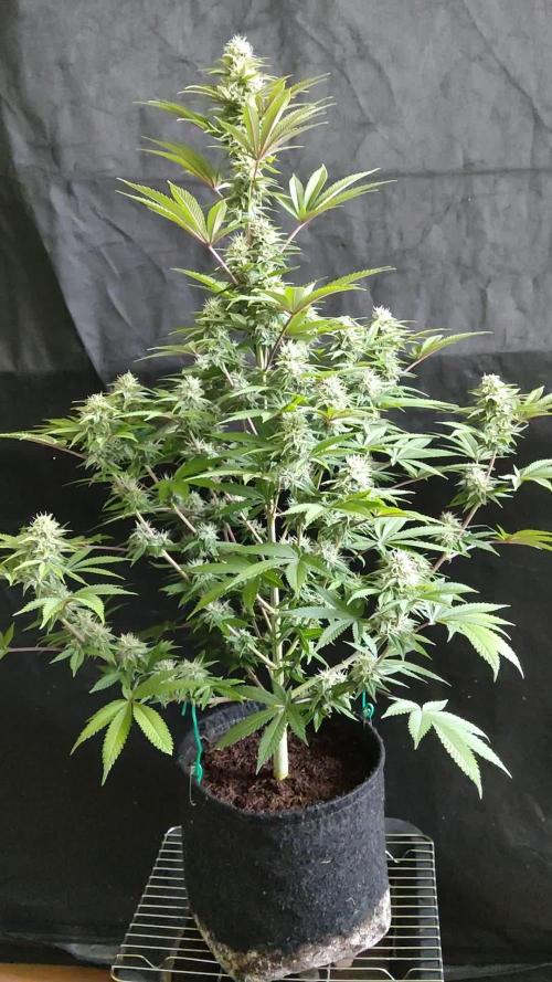 S.A.D. Sweet Afghani Delicious Fast Version