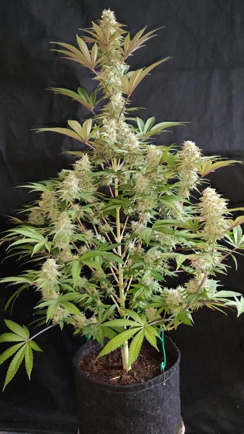 S.A.D. Sweet Afghani Delicious Fast Version
