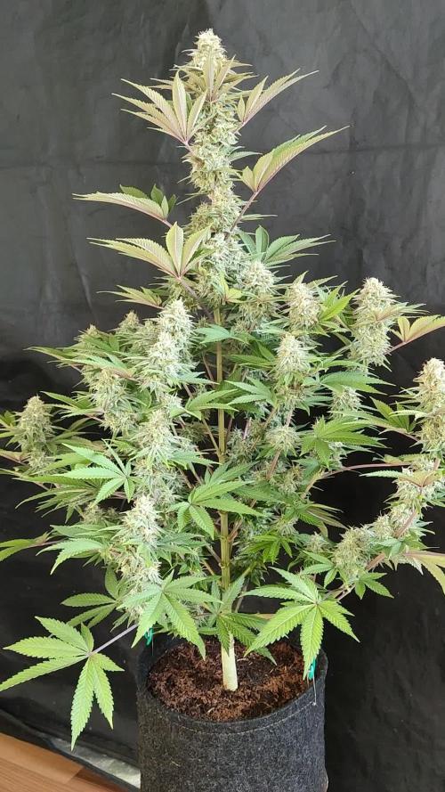S.A.D. Sweet Afghani Delicious Fast Version
