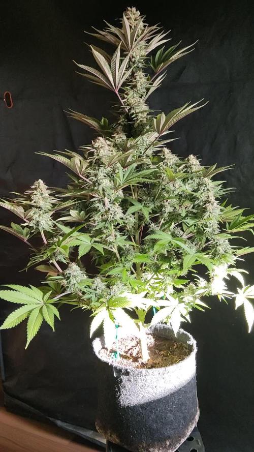 S.A.D. Sweet Afghani Delicious Fast Version