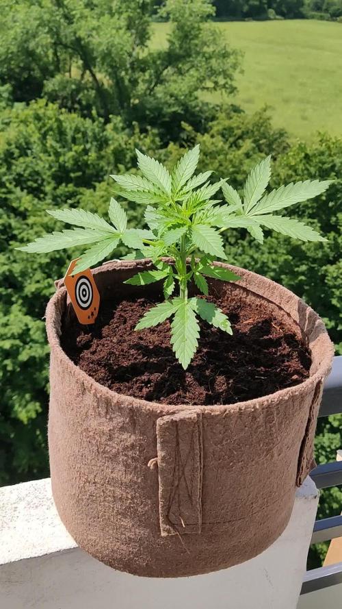 Strawberry Haze Auto