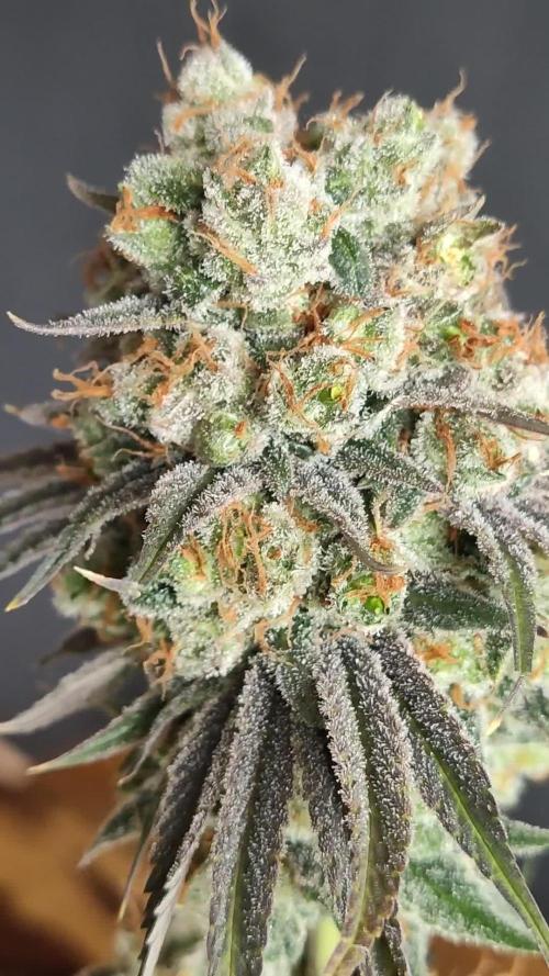 Sour Diesel