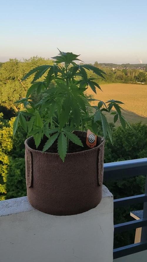 Strawberry Haze Auto