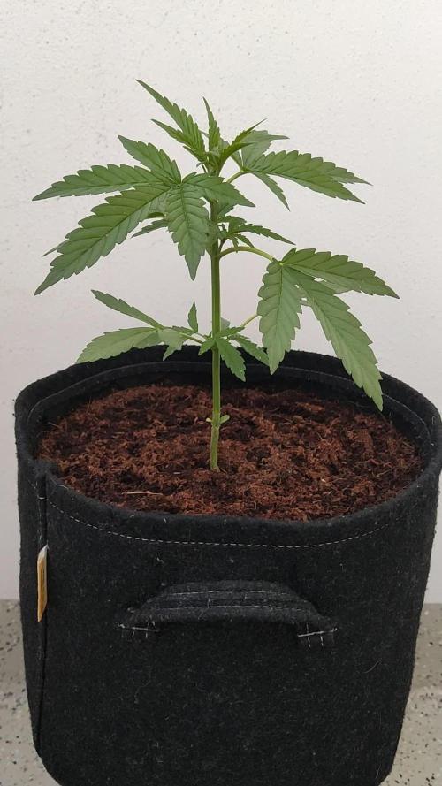 Cheese Auto