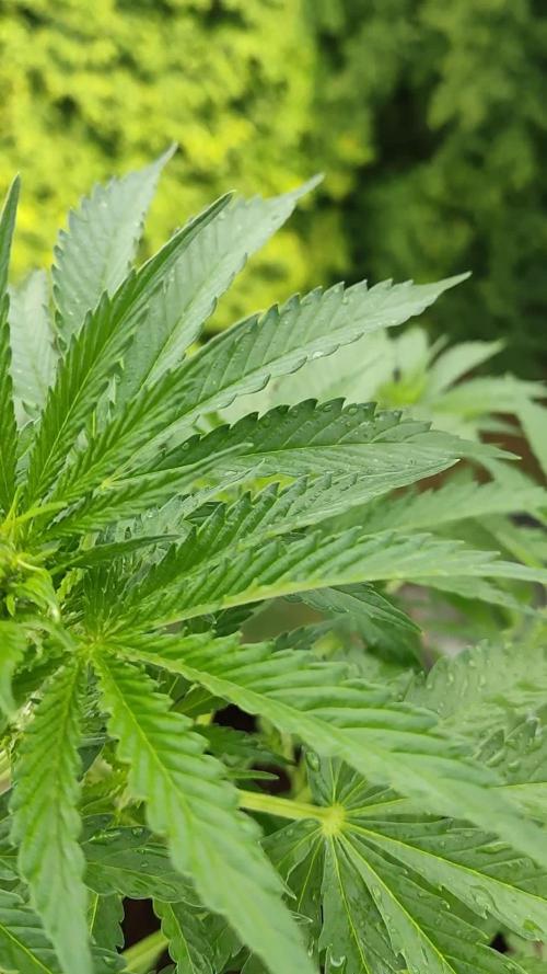 Strawberry Haze Auto