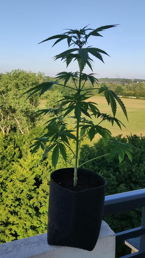 CBD Fix Auto