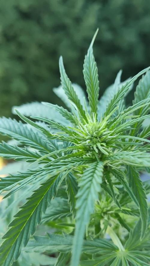 Strawberry Haze Auto