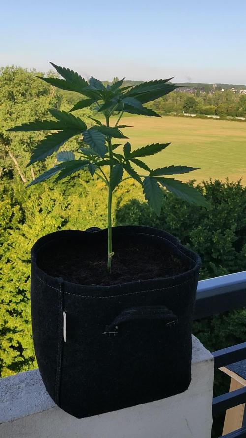 Cheese Auto