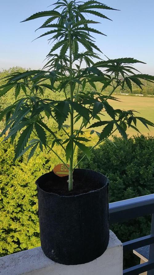 Lemonberry Haze Auto