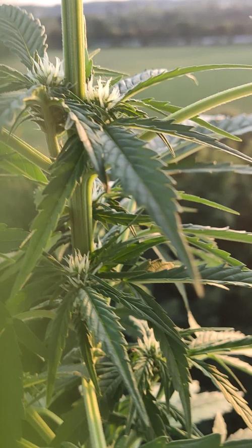 Cheese Auto
