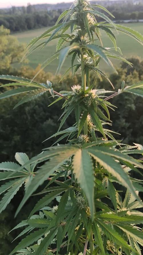 CBD Fix Auto
