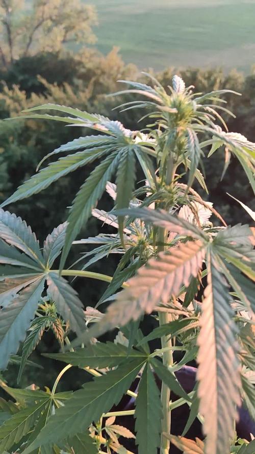 Green Posion XL Auto