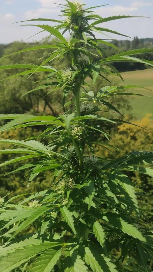 Lemonberry Haze Auto