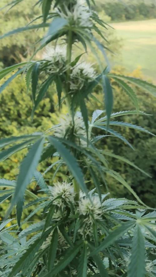 Strawberry Haze Auto