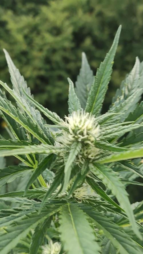 Cheese Auto
