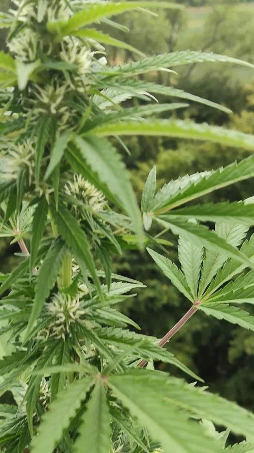 CBD Fix Auto