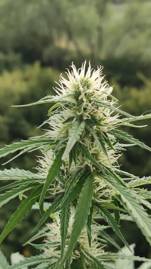 Strawberry Haze Auto