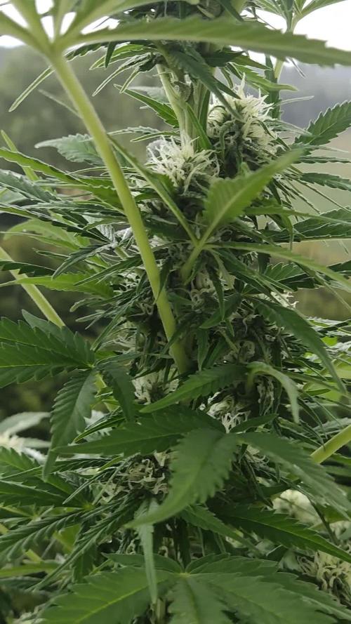 Auto Candy Bubatz XL