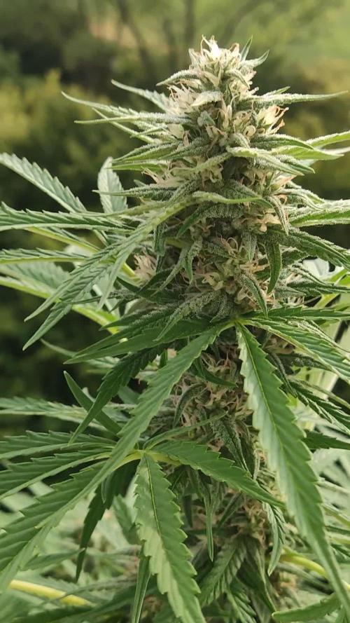 Super Silver Haze Auto