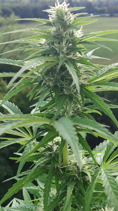 Lemonberry Haze Auto