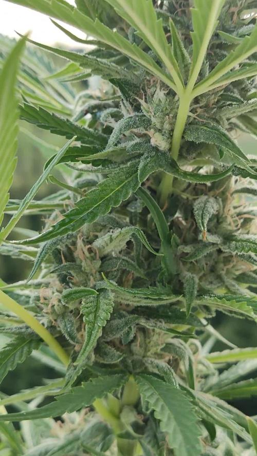 Super Silver Haze Auto