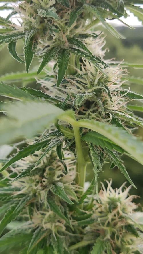 Strawberry Haze Auto