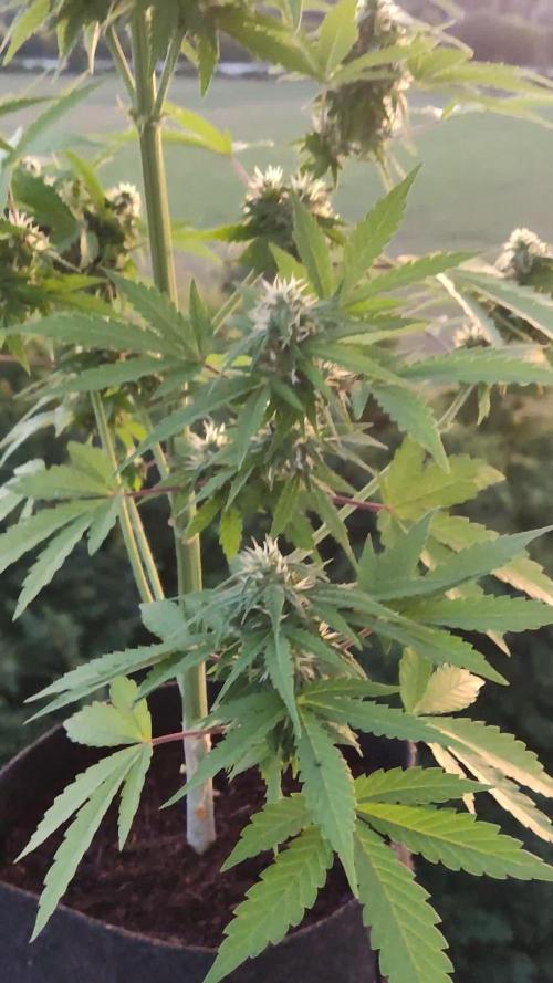 CBD Fix Auto
