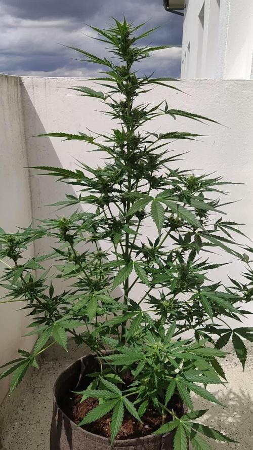 Green Posion XL Auto
