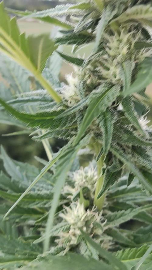 Cheese Auto