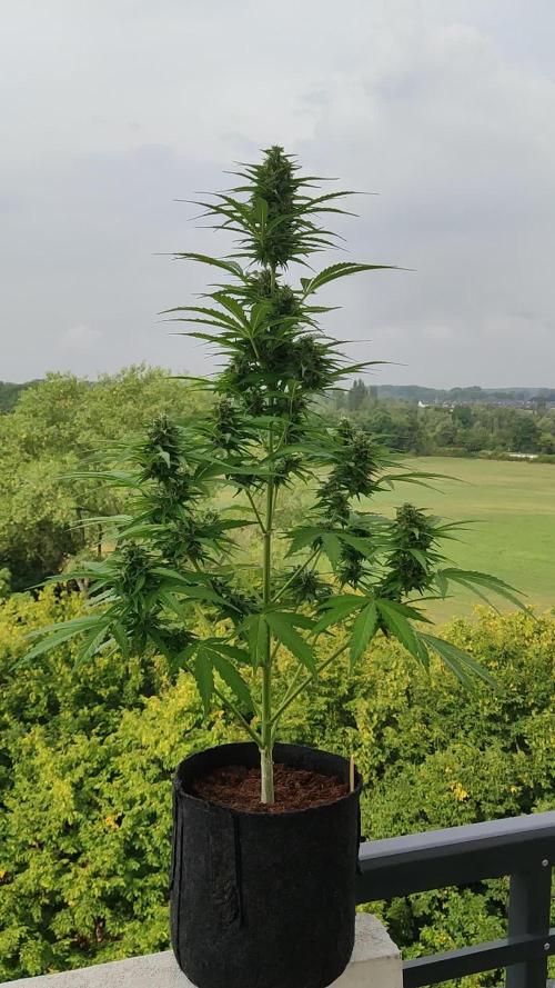 Lemonberry Haze Auto