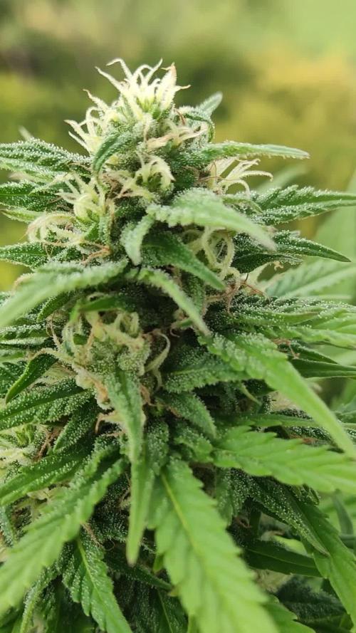 Auto Candy Bubatz XL