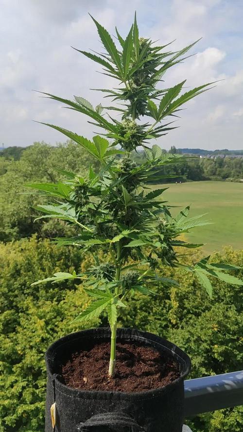 Cheese Auto