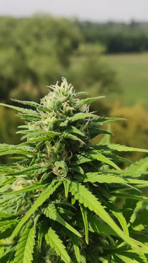 Auto Candy Bubatz XL