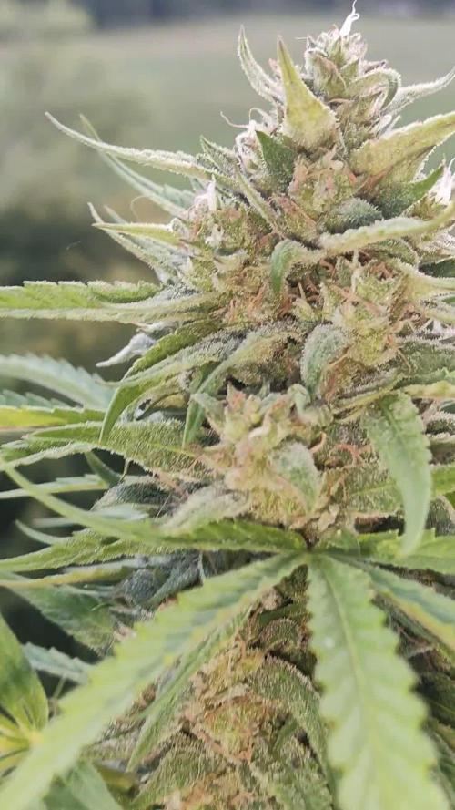 Super Silver Haze Auto