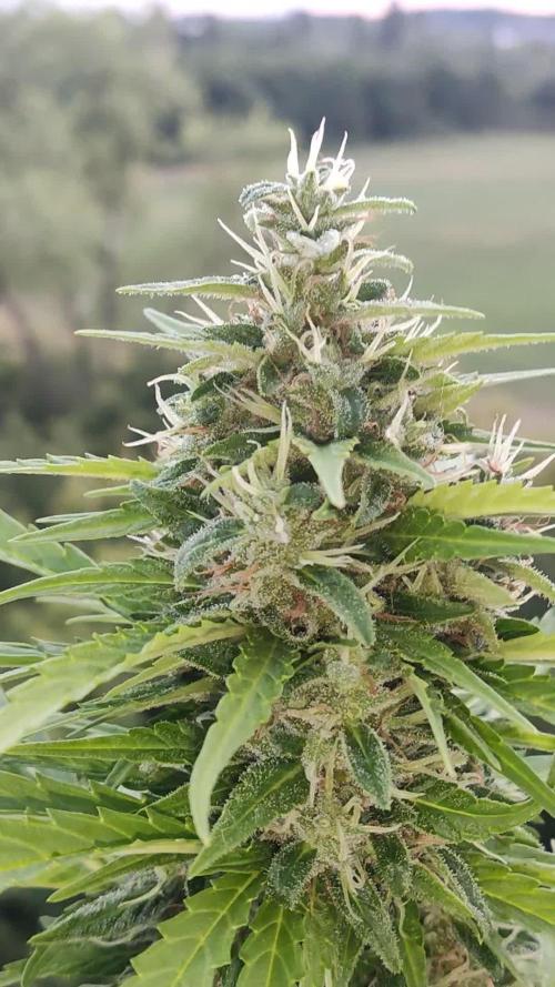 Lemonberry Haze Auto