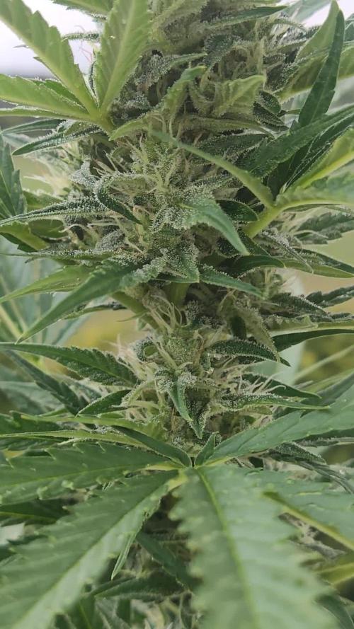 Green Posion XL Auto