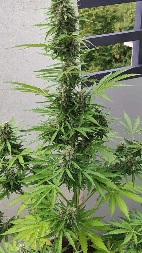 Strawberry Haze Auto