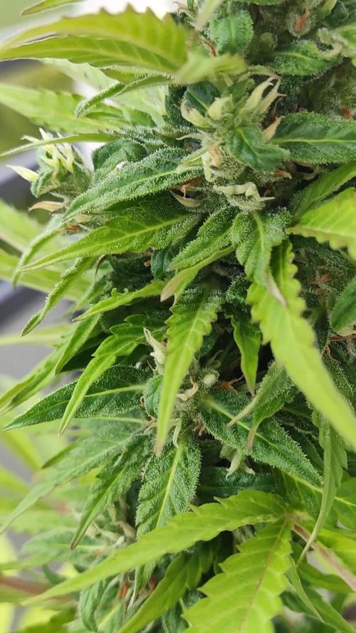 CBD Fix Auto
