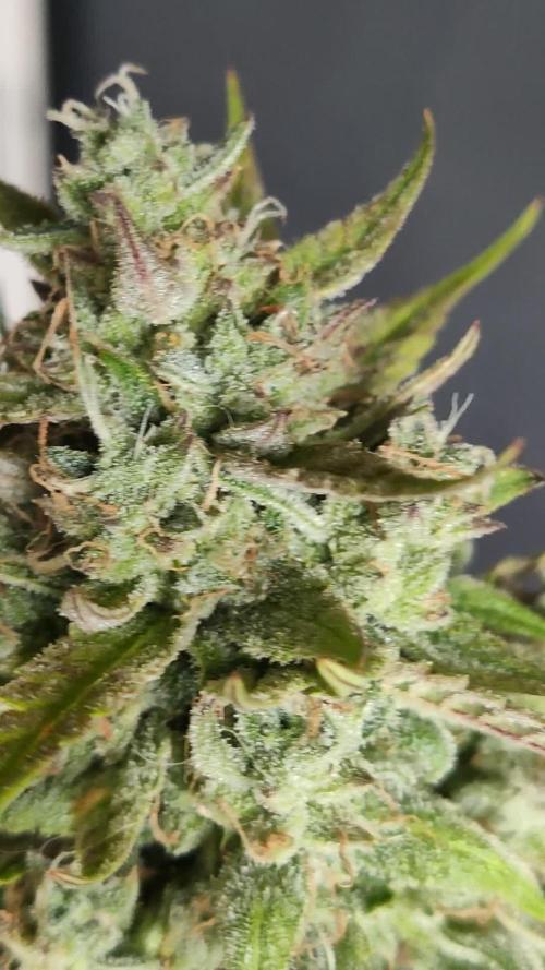 Super Silver Haze Auto