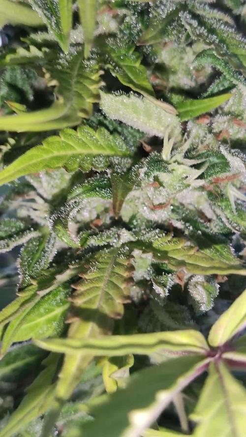 CBD Fix Auto