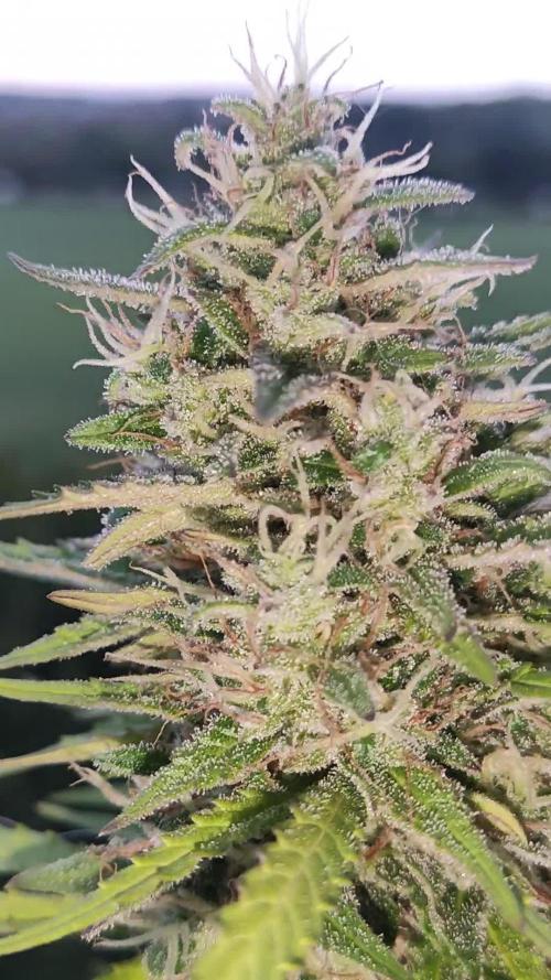 Strawberry Haze Auto