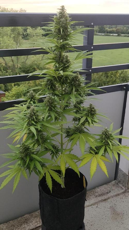 Lemonberry Haze Auto