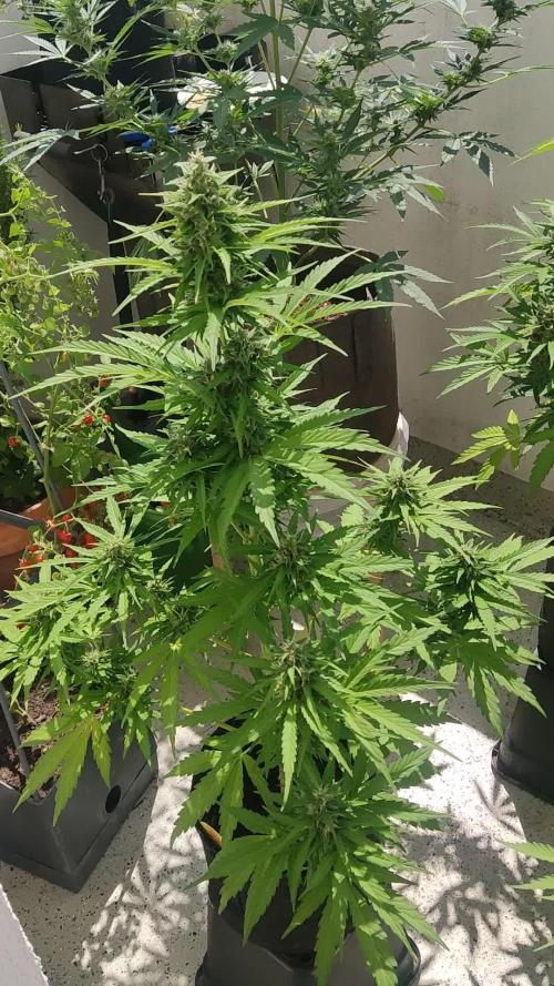 Strawberry Haze Auto