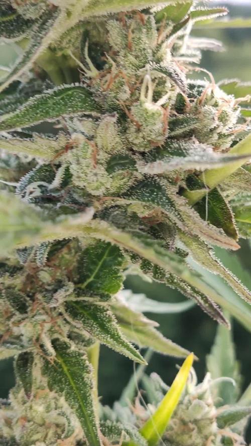 Cheese Auto