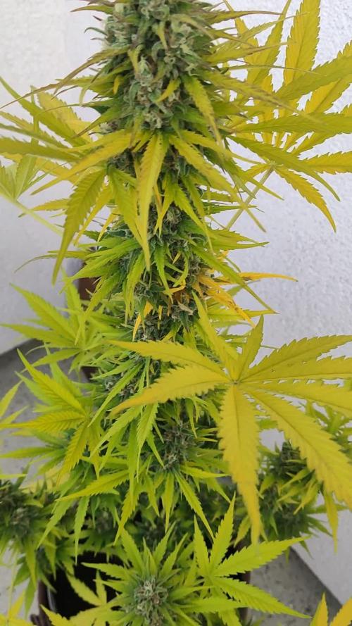 Auto Candy Bubatz XL