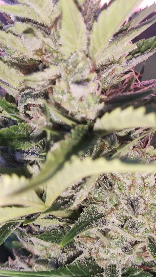 Green Posion XL Auto