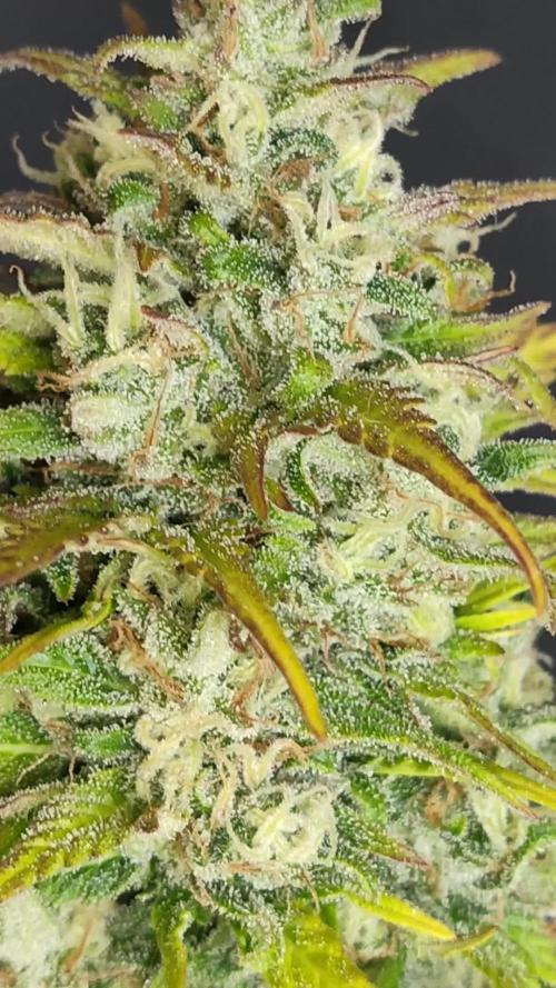 Auto Candy Bubatz XL