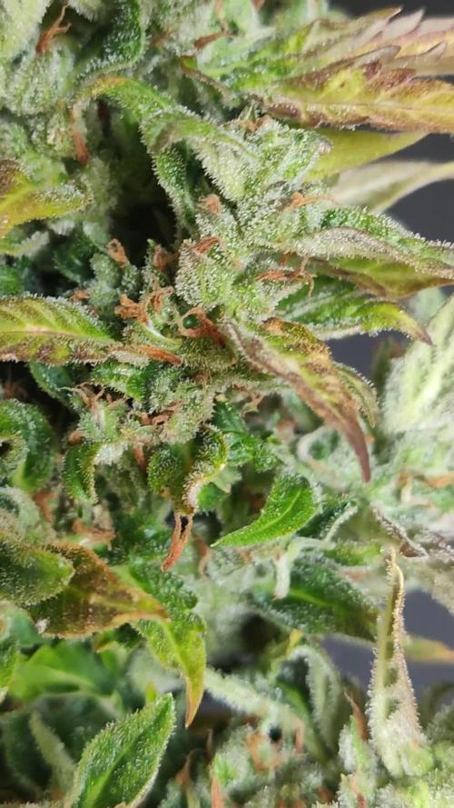 CBD Fix Auto